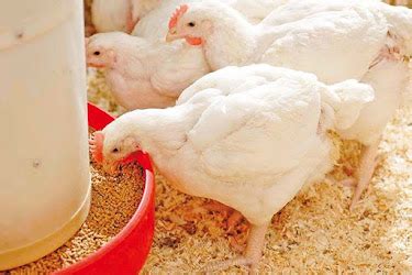  Practical Poultry Keeping:  A Deep Dive into the Art of Raising Healthy and Productive Birds